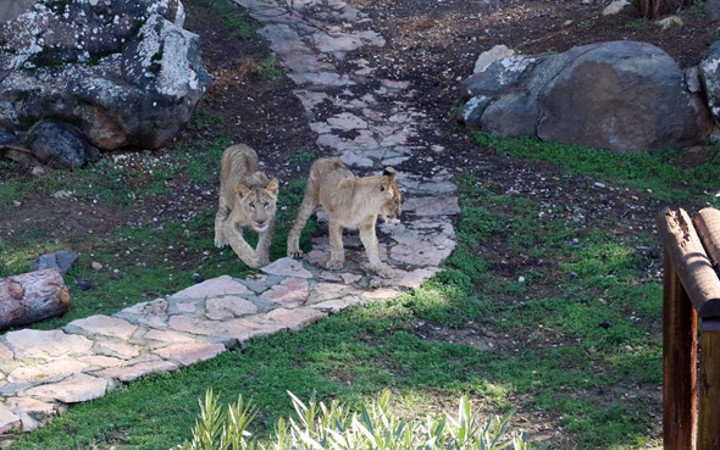 Erdoğan'a hediye edilmişlerdi bakın şimdi ne haldeler