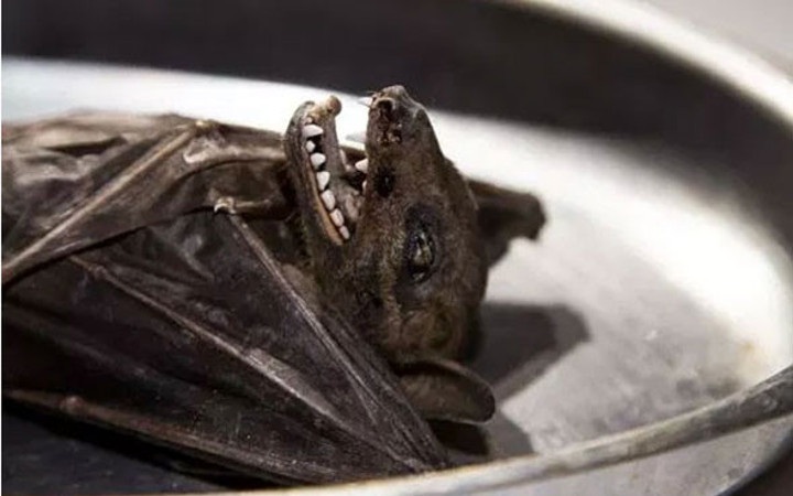 İğrenç Yemekler Müzesi açılıyor! Midesi sağlam olmayan bakmasın