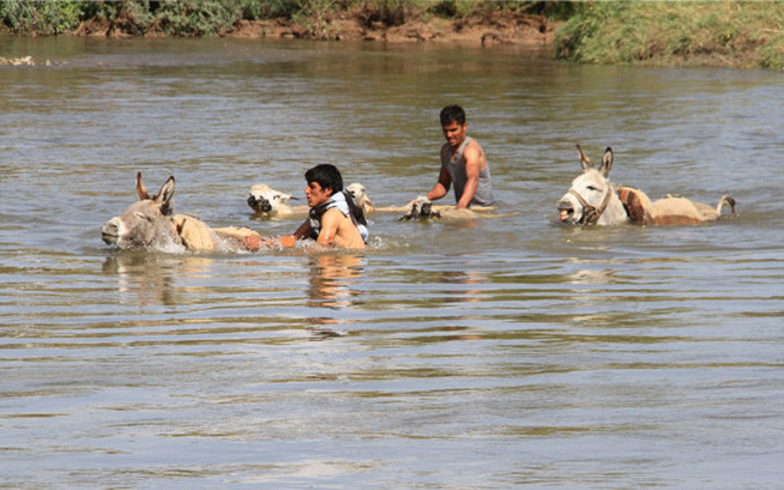 Erzincanlı çobanın çilesi! Yayla dönüşü, hayvanlarını bakın nereden geçiriyor