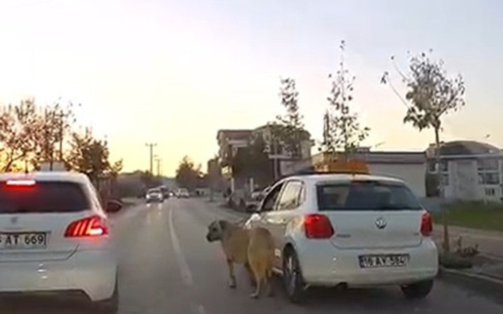 Otomobiline bağladığı köpeği dakikalarca sürükledi