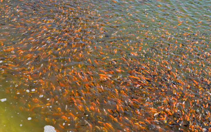 Kulağa garip geliyor ama serada balık yetiştiriyor