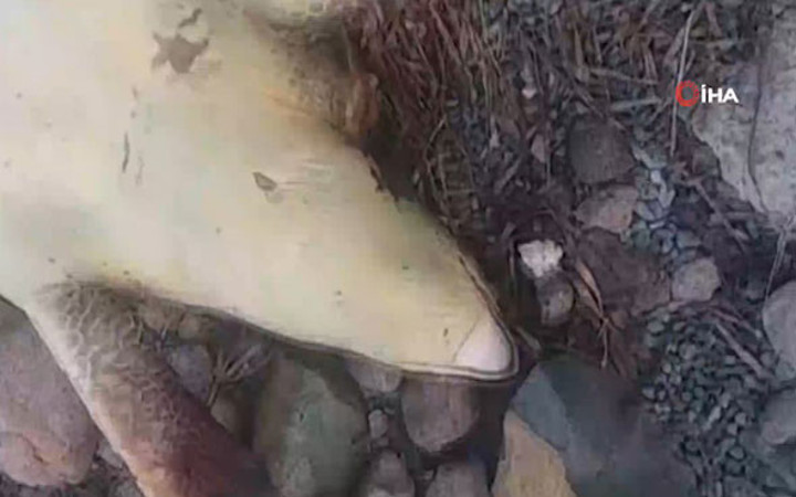 Bodrum'da üzücü manzara! Görünce şoka girdi