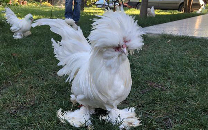 Bu tavukların fiyatı tam 10 bin TL yemelik değil hediyelik