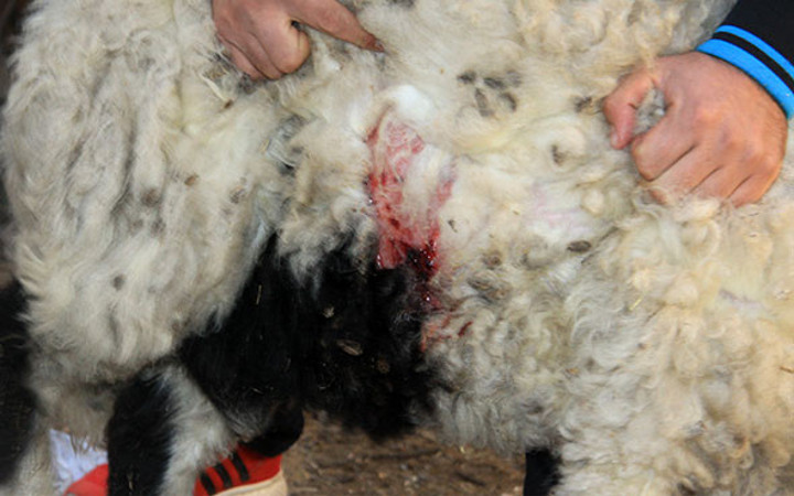 Katliam bu sefer şans eseri önlendi! Mahalleli diken üstünde 