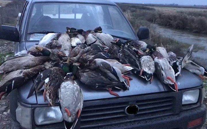 Kuş Cenneti'nde kaçak avcı katliamı: Onlarcası telef edildi!