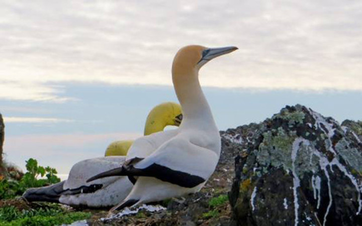 Heykele aşık oldu yanı başında ölü bulundu