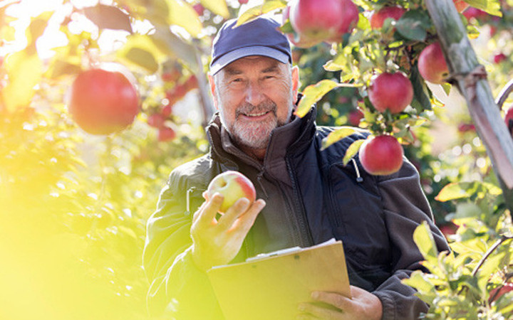 Elma gerçekten uyku açıyor mu faydaları nelerdir