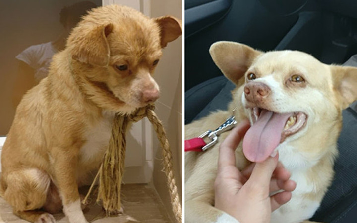 Sahiplenilen hayvanların büyük değişimi