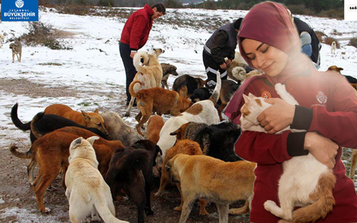 Sahipsiz hayvanlar koruma altında!