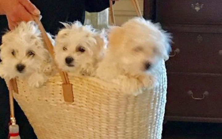 Ünlü sanatçı   50 bin dolara köpeğini klonlattı