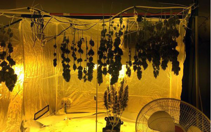 Esrar yetiştirmek için evini seraya dönüştürmüş