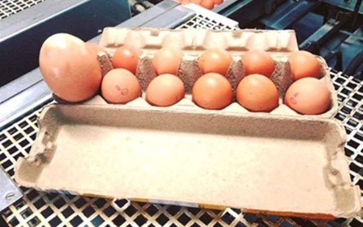 Marketten aldığı yumurtadan çıkan şoke etti