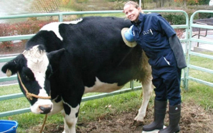 İneklerin karnına neden delik açılıyor?