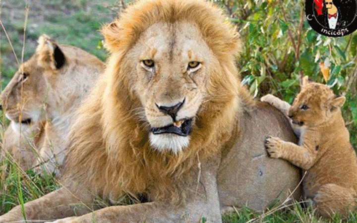 Galatasaray şampiyon oldu capsler patladı