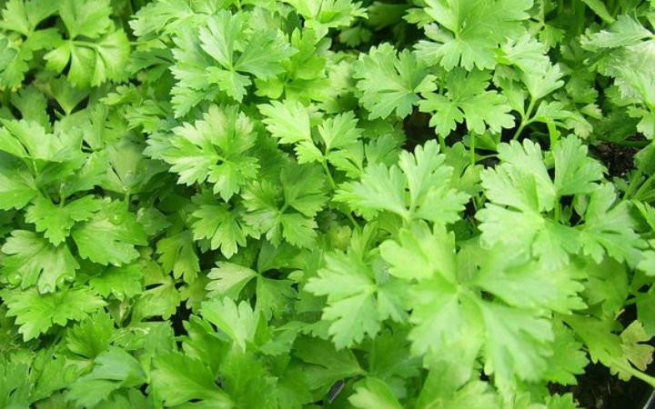 Uyurken yağ yakmanızı ve kilo vermenizi sağlayacak tarif - Resim: 2