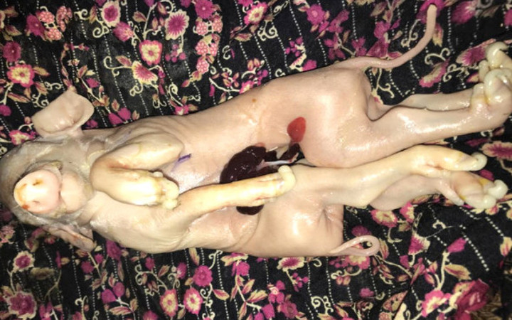 Dünya onu konuşuyor ama onlar buna tapıyor