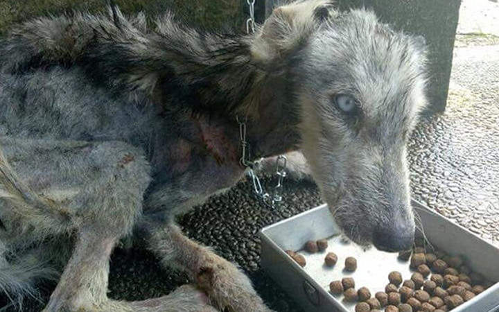 Bir insanlık hikayesi! Bu köpeğin son hali sizi şoke edecek