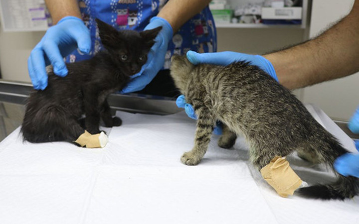 İki yavru kedi ayakları kesilmiş halde bulundu