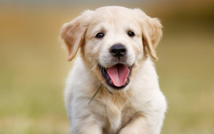 Köpek yavrusunu canlı canlı kaplumbağaya yedirdi