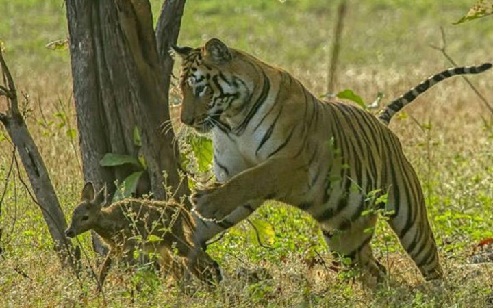 Dişi kaplan yavru geyiği yakalıyor! Sonrası ise herkesi hayrete düşürdü