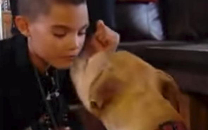 Pitbull  bir çocuğun hayatını böyle kurtardı