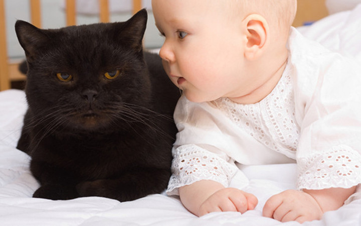 Norveç'de evcil hayvanı doğum yapana 3 gün izin