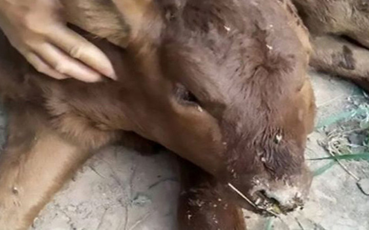 Bu buzağının dört gözü, iki yüzü var!