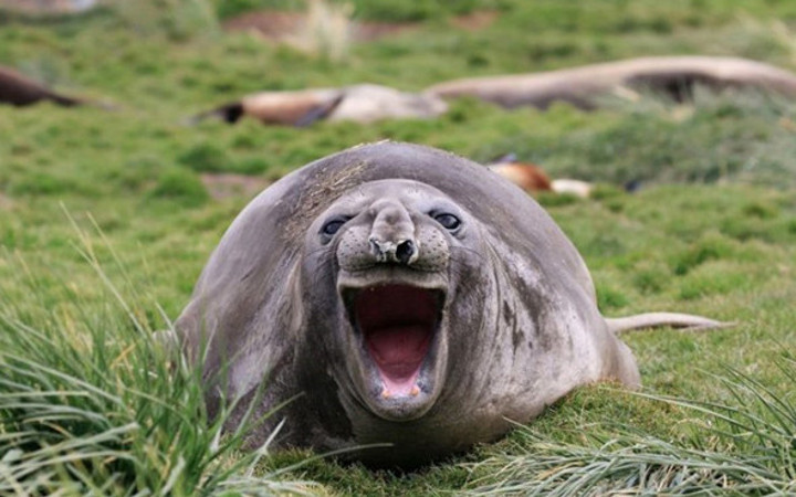 Vahşi doğa hiç bu kadar komik olmamıştı! Hayvanların güldüren halleri