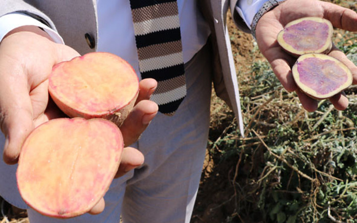 Türkiye'de ilk 'yerli ve milli' renkli patates üretildi!