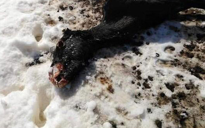 Köylüleri dehşete düşüren manzara! Yayla yolunda buldular