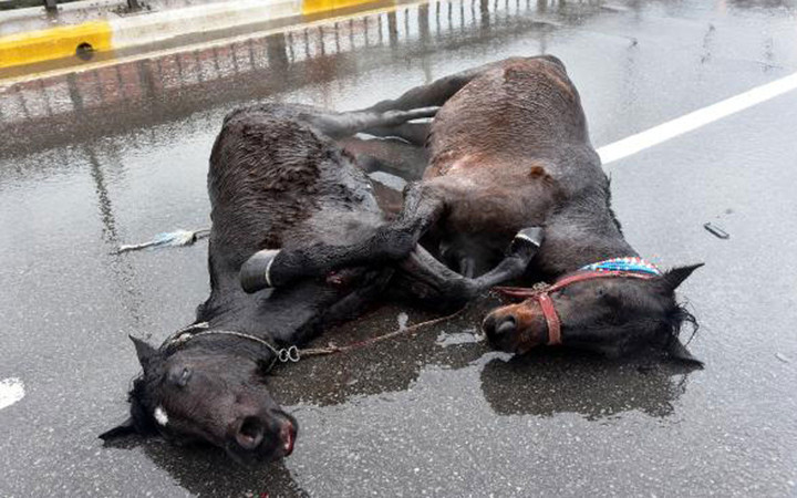Antalya'da kaza yapan atların yürek burkan hali!