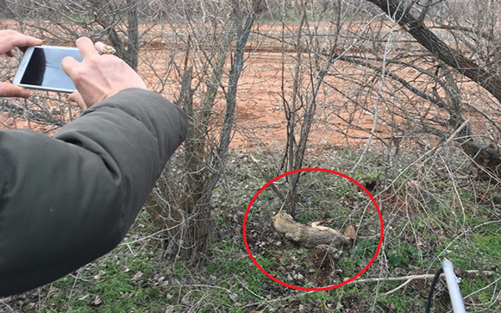 Köylüler fark etti ama korkudan yaklaşamadı!