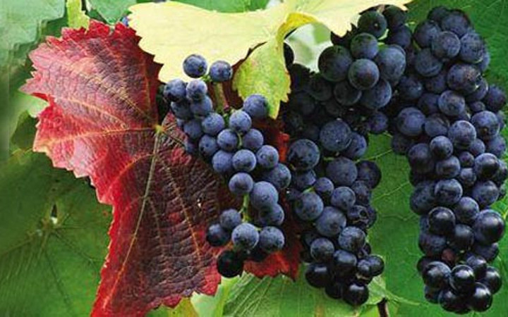 Üzümün mucizevi faydaları
