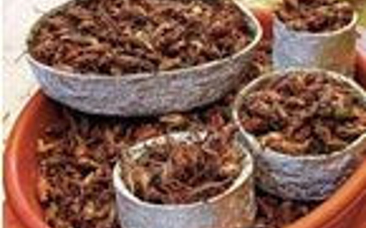 Böcek değil yemek!