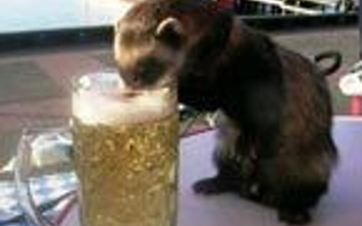 Bu hayvanlar içince sapıtıyor!