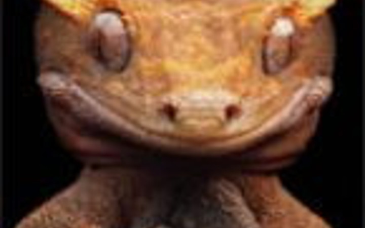 Olağanüstü yaratıklar