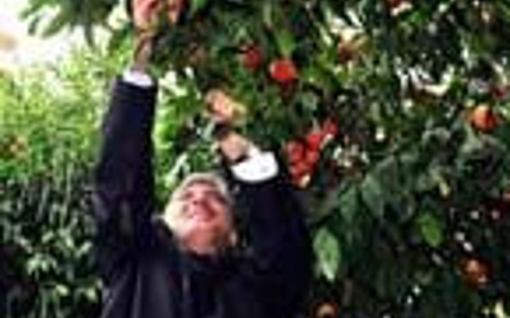 Gül portakal bahçesinde