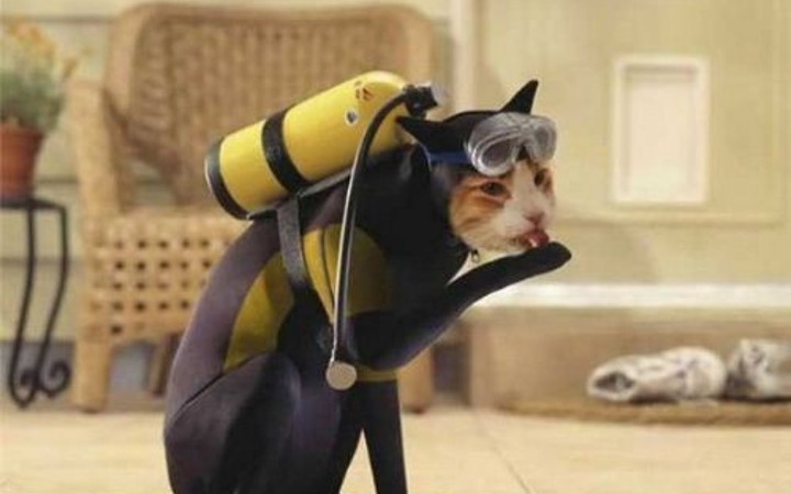 Bu kediler çok marifetli!