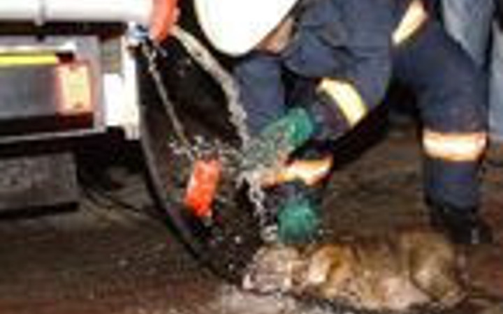 Pet shopta can pazarı!