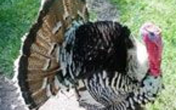 Türklere neden Turkey denir?