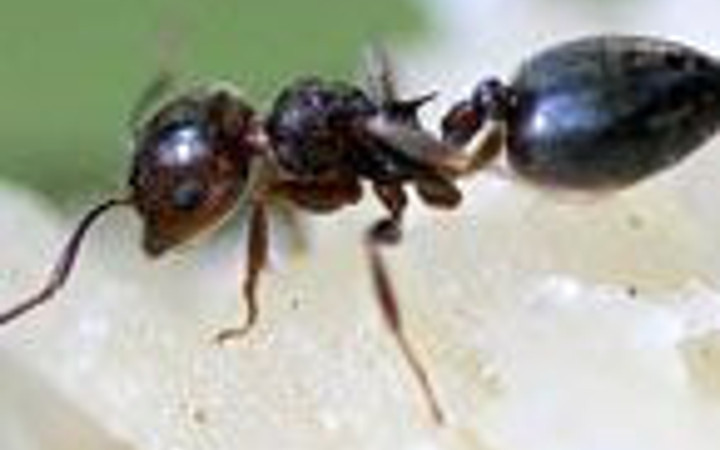 Onlar böcekler aleminin en zekisi!