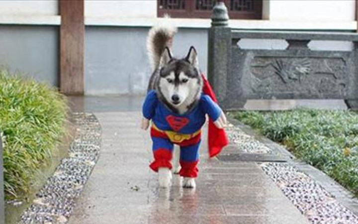 Bu hayvanlar çok farklı!