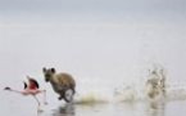 Sırtlanın müthiş avı