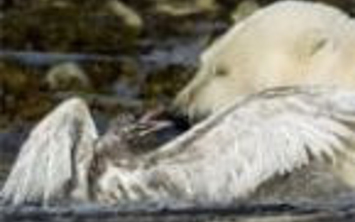 Kutup ayısı baltayı taşa vurdu