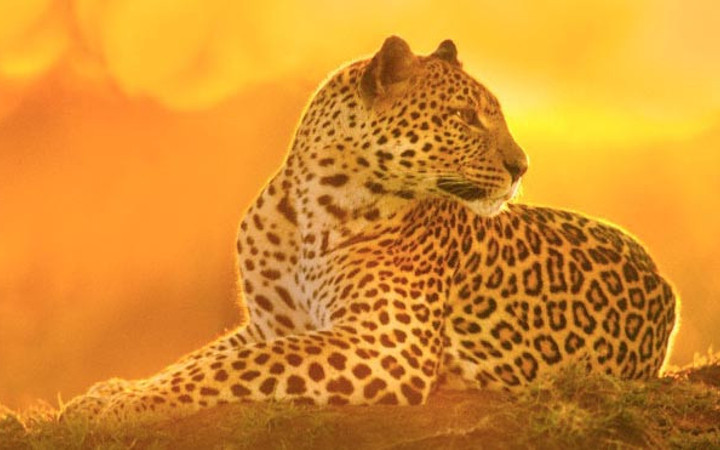 Leoparın zor timsah avı 