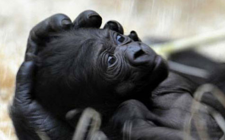 Hayvanlar aleminin en tatlı anneleri