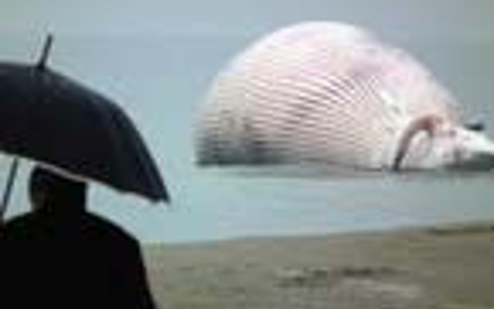 Sahile vurmuş balinalar şok yarattı!