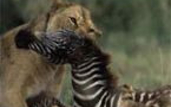 İnanılmaz avın görüntüleri!