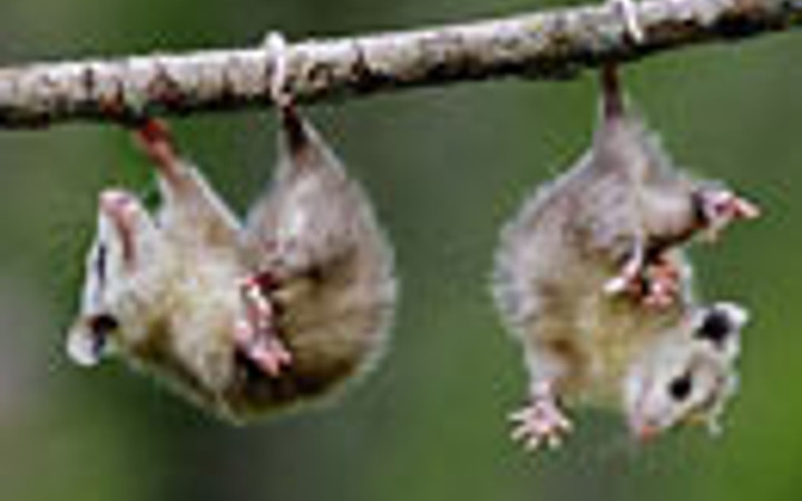 Dokunmayın, uyuyorum!