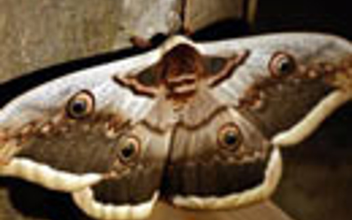 Dev kelebekler korkutuyor!